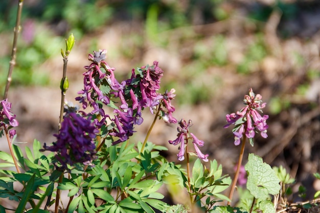 Purple corydalis flowers in forest at spring