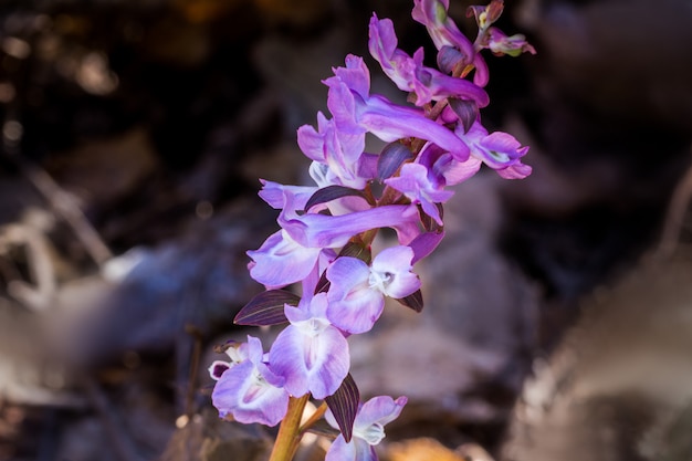 Purple corydalis with apis