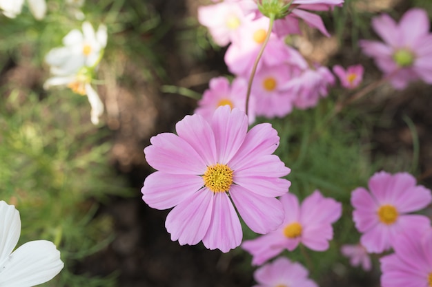 紫色のコスモスの花の花壇