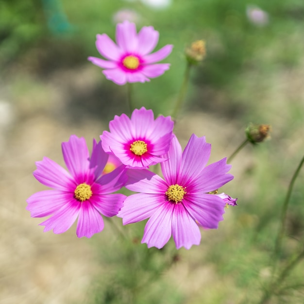 낮 꽃밭에 보라색 코스모스 꽃