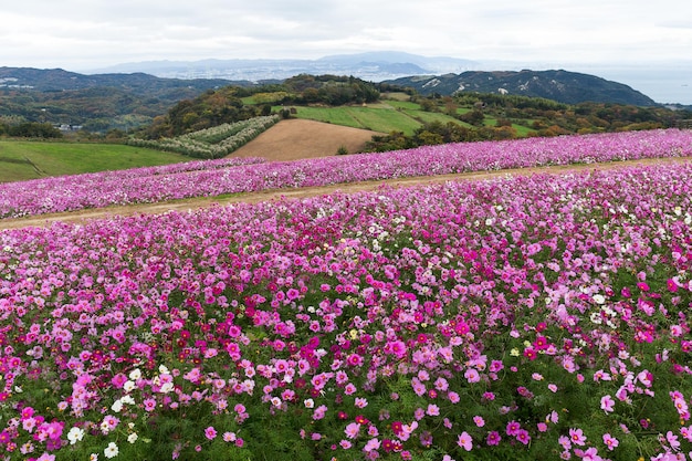 紫のコスモスの花畑