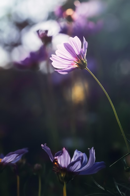 자연 속의 보라색 코스모스 꽃, 낮은 키, 그리고 매우 얕은 피사계 심도를 가진 매크로 사진.