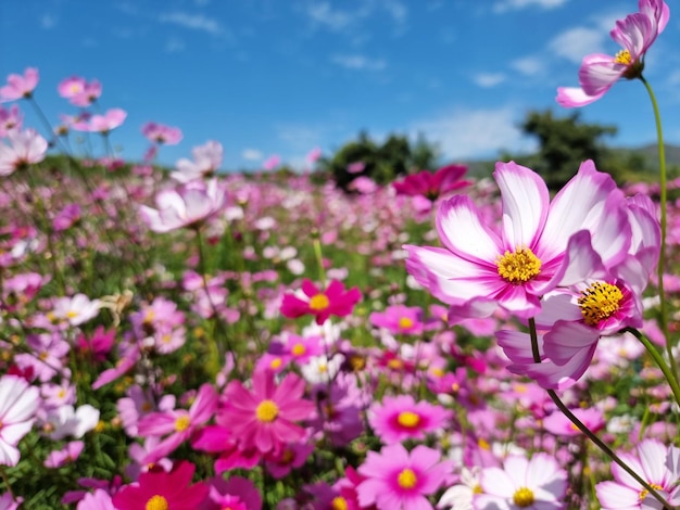 Purple Cosmos sulphureus flower field on blue sky background