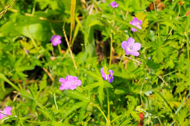 紫色のフウロソウの花ゼラニウムsanguineum