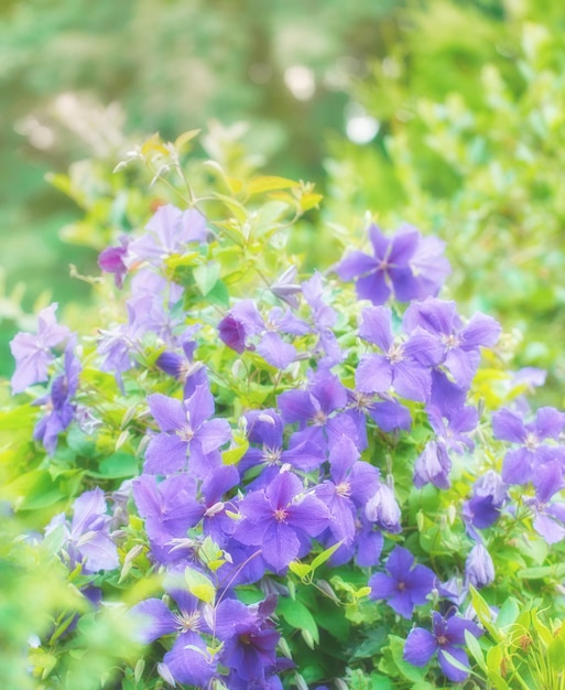 緑豊かな環境で春に咲き、開花する鮮やかな紫色の花びらを持つ美しい植物のクローズアップの外の晴れた日に植物園で育つ紫色のクレーンビルゼラニウムの花