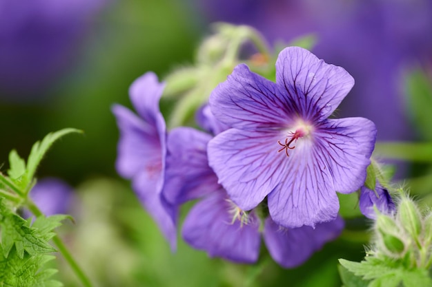 緑豊かな環境で春に咲き、開花する鮮やかな紫色の花びらを持つ美しい植物のクローズアップの外の晴れた日に植物園で育つ紫色のクレーンビルゼラニウムの花