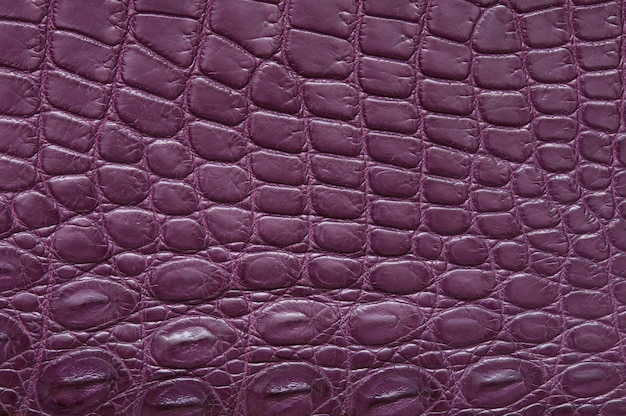 Purple crocodile leather texture.