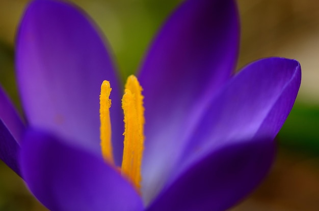 Purple crocus detail