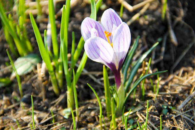 Purple crocus on early spring