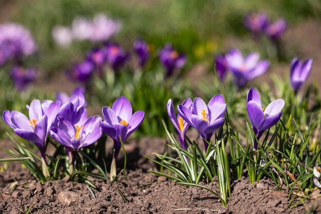 紫色のクロカスの花が畑で育つ