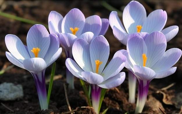 purple crocus flowers are growing