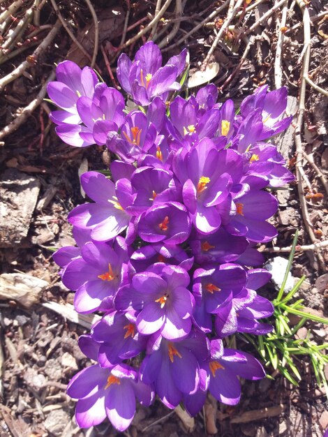 Purple crocus flowers blooming outdoors