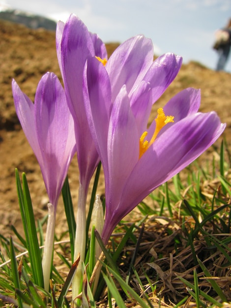 Фото Фиолетовые крокус цветы - крокус heuffelianus на весенний луг