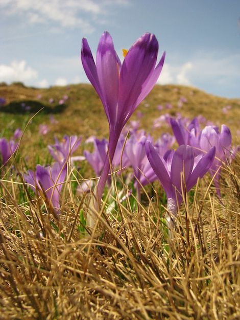 紫色のクロッカスの花 - 春の牧草地のクロッカス・ヘフリリアヌス