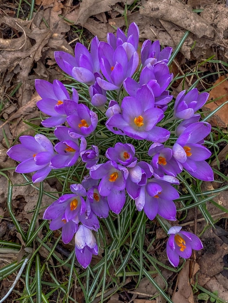 Purple crocus flowers in the garden Early spring Europe