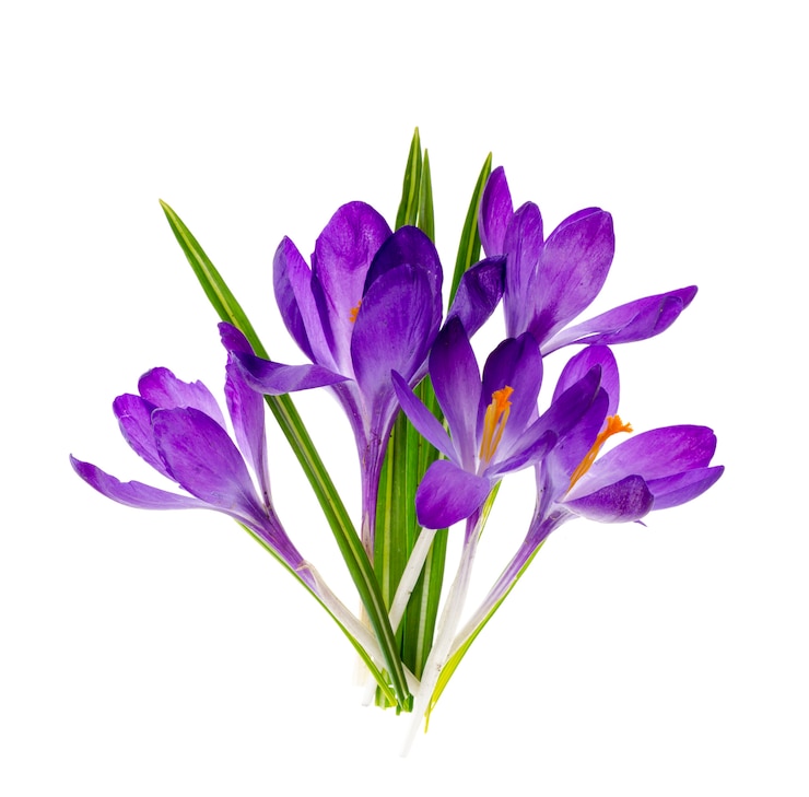 Photo purple crocus flowers isolated on white
