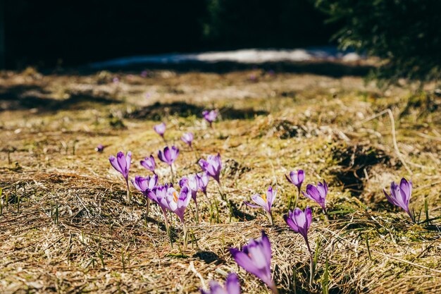 山の紫色のクロッカスの花黄色い草が溶ける