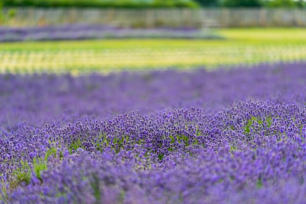 写真 畑 の 紫 の クロカス の 花