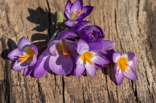 Purple crocus flowers on rustic wooden background