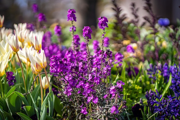 Fiori di croco viola in primavera foto di alta qualità