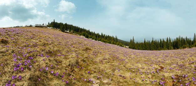 Purple Crocus flowers on spring mountain hill