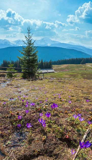 Purple Crocus flowers on spring mountain