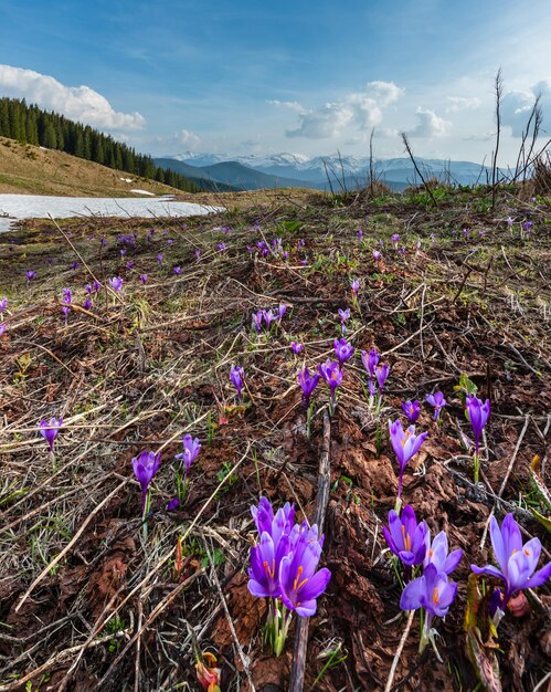 Purple Crocus flowers on spring mountain