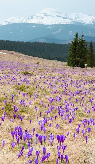 Purple Crocus flowers on spring mountain