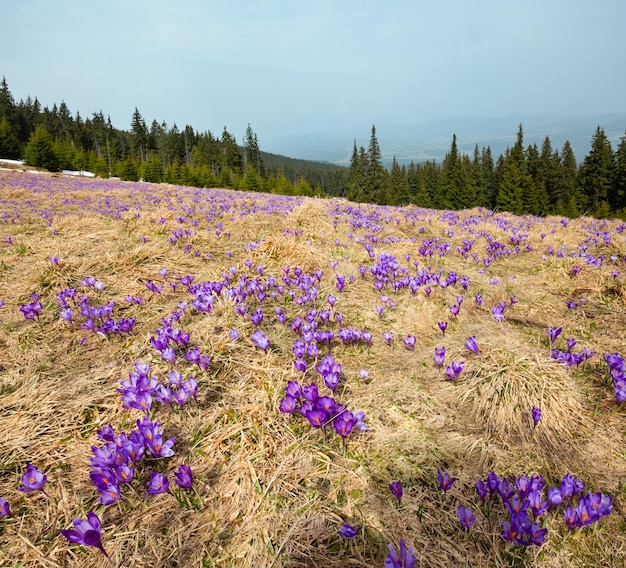 Purple Crocus flowers on spring mountain