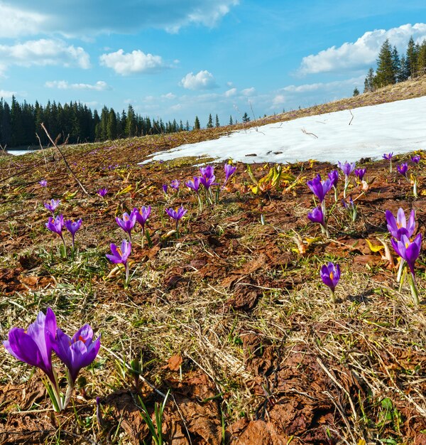 Purple Crocus flowers on spring mountain