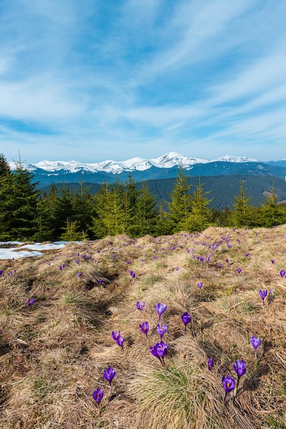 Purple Crocus flowers on spring mountain