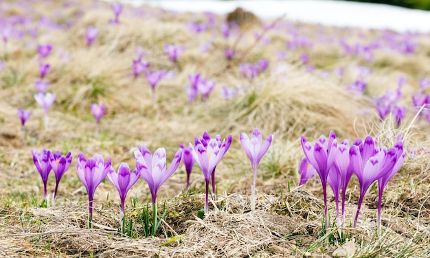 Purple Crocus flowers on spring mountain