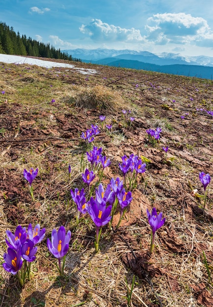 Purple Crocus flowers on spring mountain