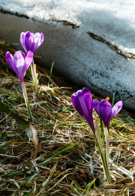 Purple Crocus flowers on spring mountain