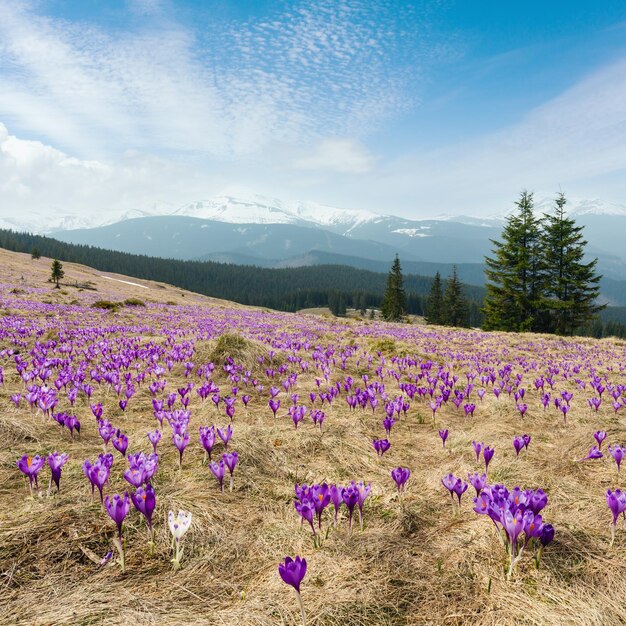 Purple Crocus flowers on spring mountain