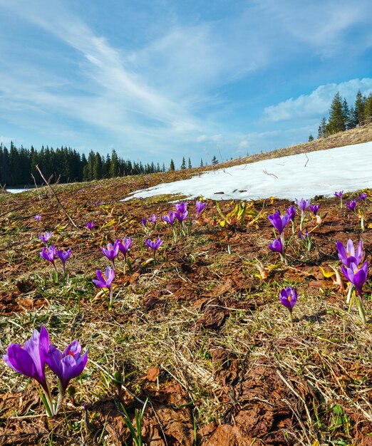 Purple Crocus flowers on spring mountain