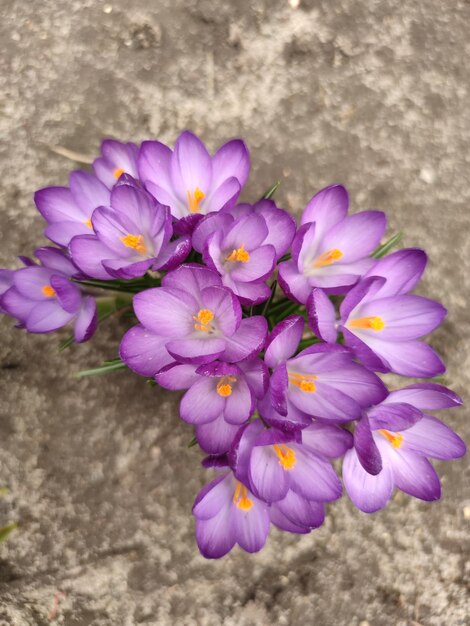 春の紫色のクロッカスの花 花の写真