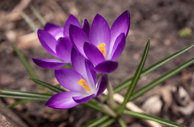 紫クロッカスの花