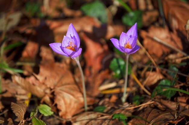 Foto viola crocus pallasii fiori tra foglie cadute nel parco in autunno