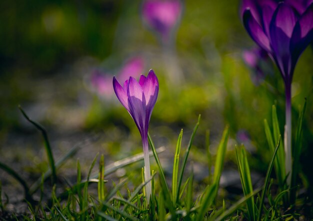 Photo purple crocuses blooming on field