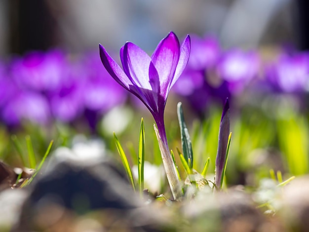 紫色のクロッカスのクローズアップは、春の花の光の時期の焦点をぼかす最初の花は春の初め