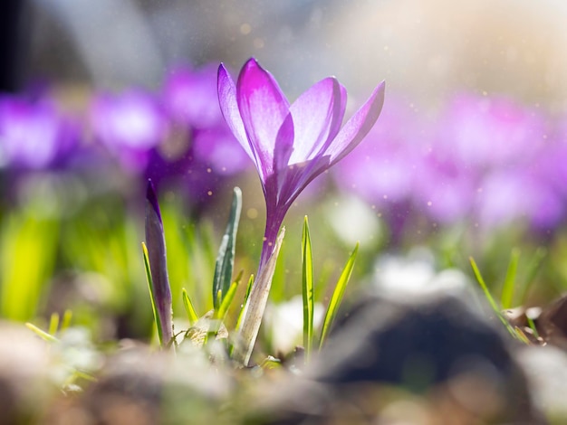 紫色のクロッカスのクローズアップは、春の花の光の時期の焦点をぼかす最初の花は春の初め