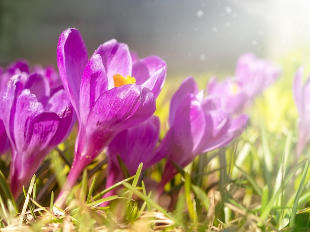 紫色のクロッカスのクローズアップは、春の花の光の時期に焦点をぼかしました