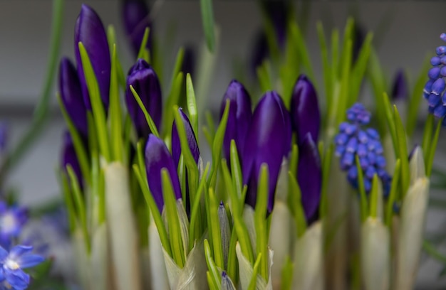 Purple crocuses first spring flowers in Holland