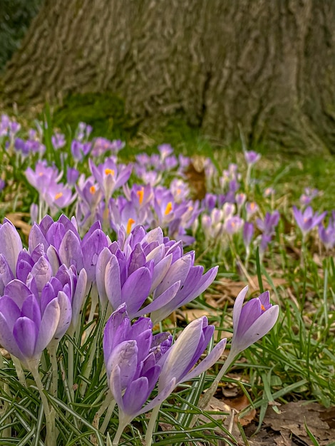 Purple crocuses in the park Early spring Europe