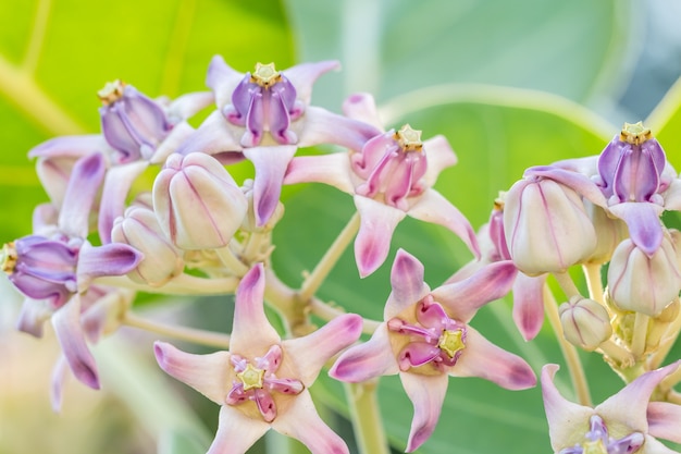 Photo purple crown flower