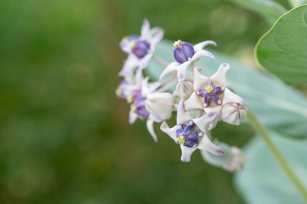 purple crown flowers