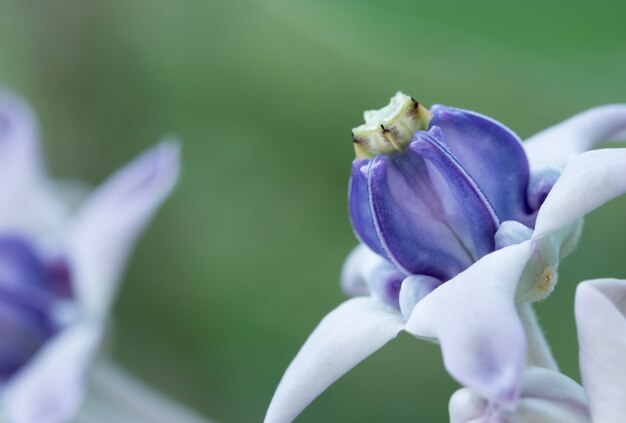 紫色のクラウンの花