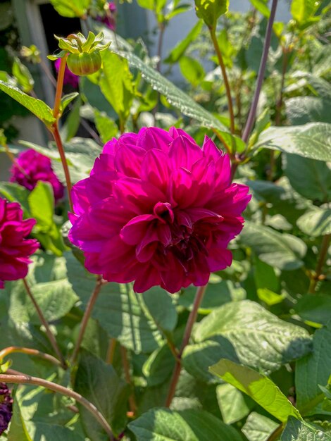 Purple dahlia flower with green leaves in the garden