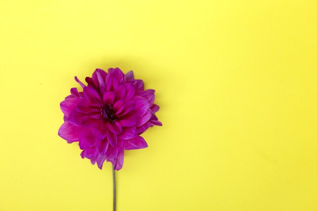 Purple dahlia flower on yellow background.